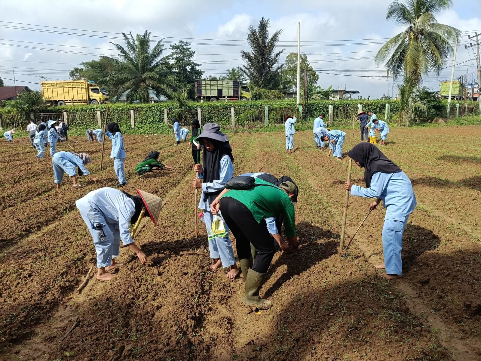 Kegiatan penanaman di lahan sekolah
